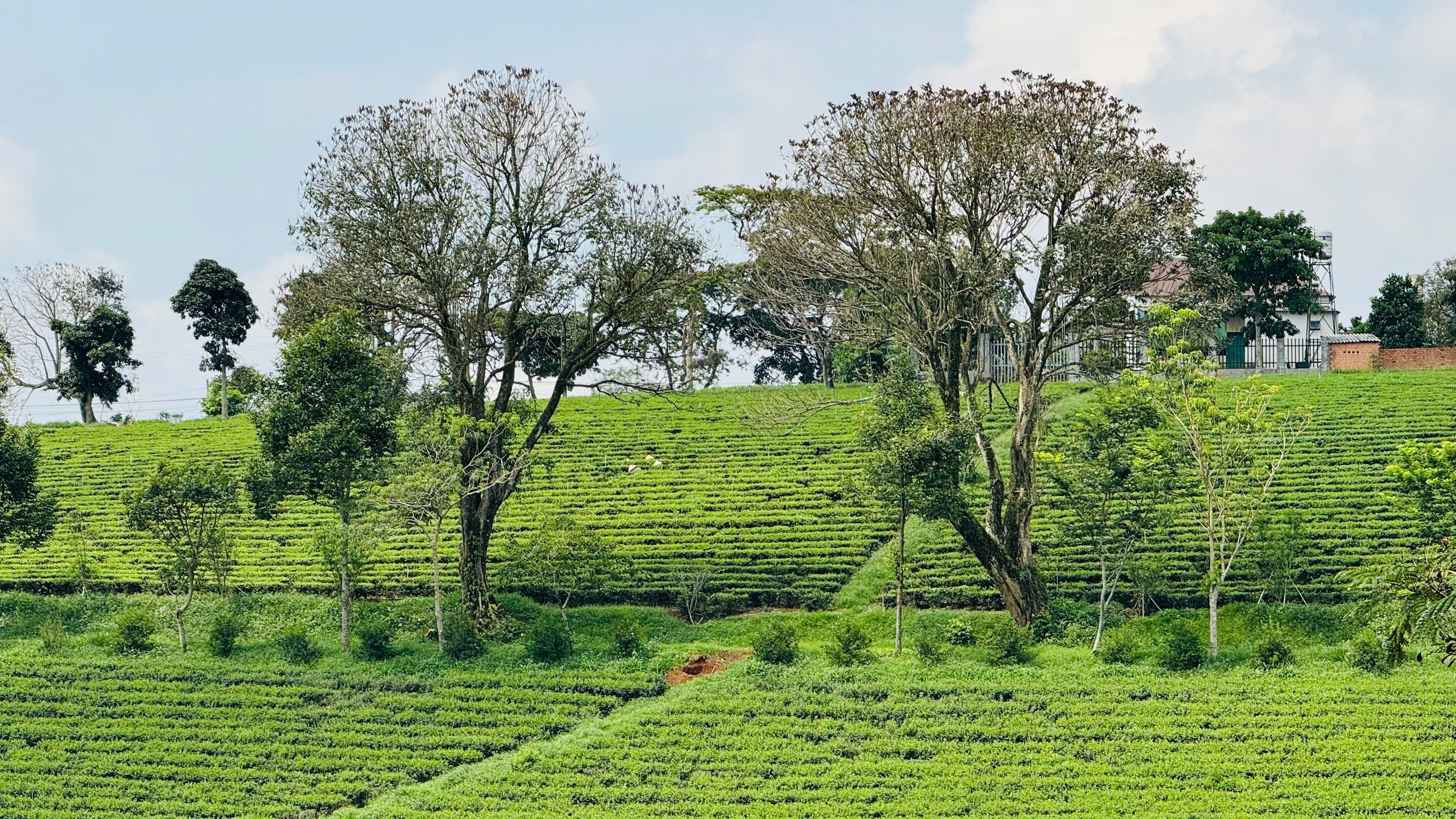Đồi trà xanh Tâm Châu Farm